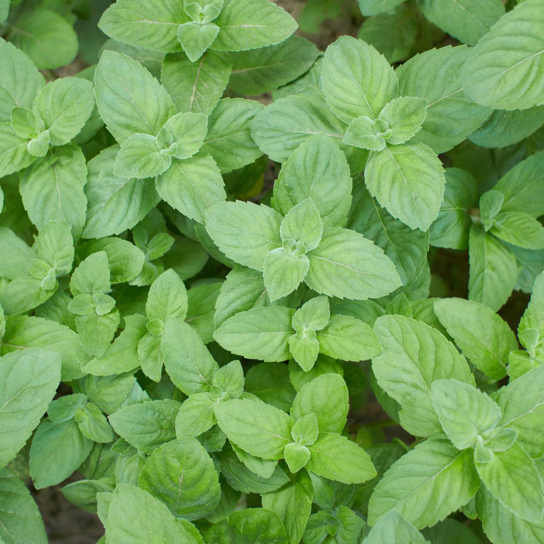 Arctic blast pain relief ingredients 